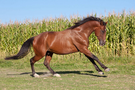 热血沸腾夏天,漂亮的棕马在牧场上奔跑照片
