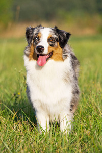 漂亮的澳大利亚牧羊犬的肖像