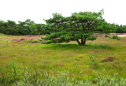 石楠和绿草景观