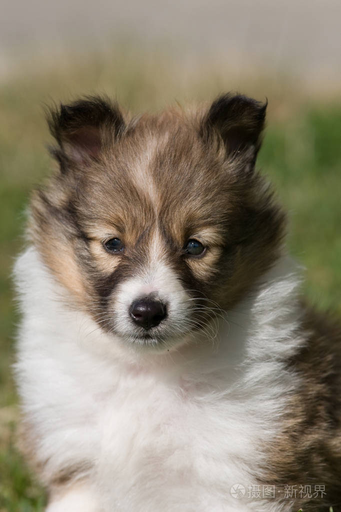 可爱的小狗谢尔蒂的肖像