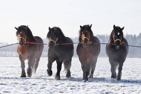 四匹冬天有四匹雄伟的马照片