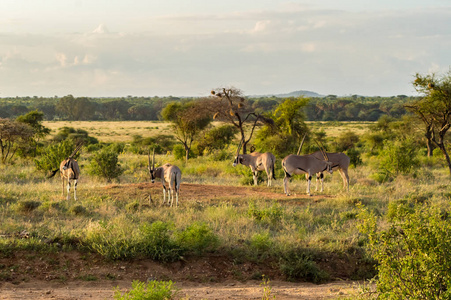 在肯尼亚中部桑布鲁公园的大草原上看到的羚羊