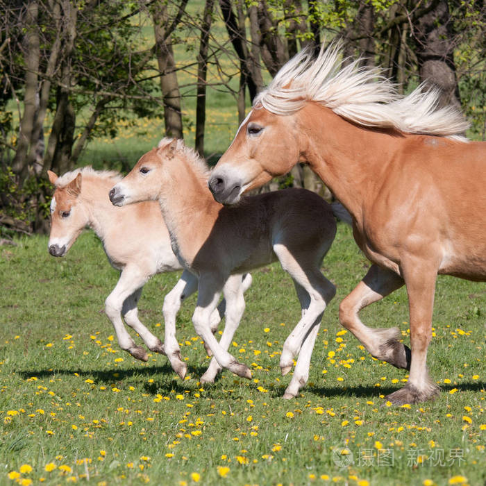 三匹马跑着哈弗勒