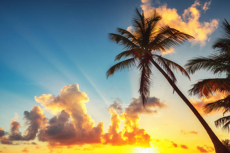 棕榈树对抗日出云景。 多米尼加共和国普塔卡纳热带海滩