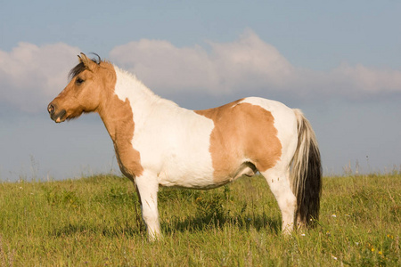 站在草地上的漂亮马的肖像