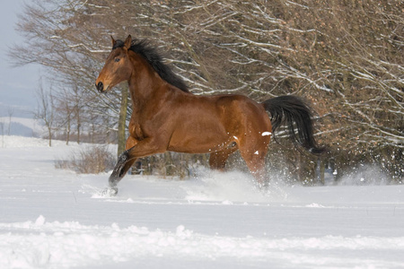 棕色的马穿过雪景