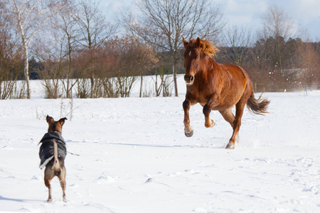 狗和马一起在牧场玩耍