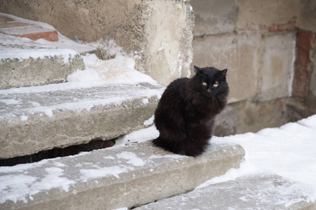 被遗弃的街头猫动物虐待悲伤。 雪背景上的黑色毛茸茸的猫。 无家可归的黑猫。