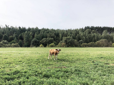 夏天，红斑牛在树林旁边的田野上吃草
