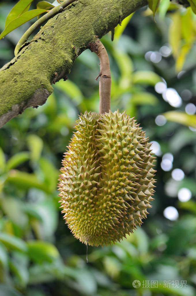 榴莲树上的热带水果泰国