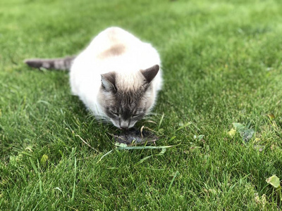 夏天，一只灰色的暹罗家猫在绿色的草坪上捉到一只老鼠