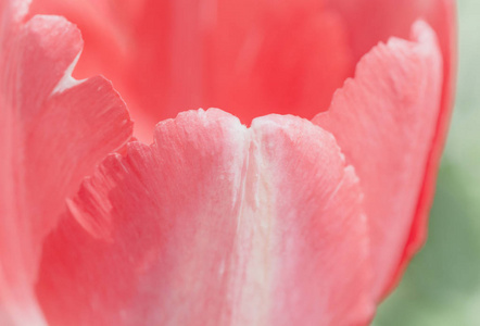 合上粉红色郁金香花