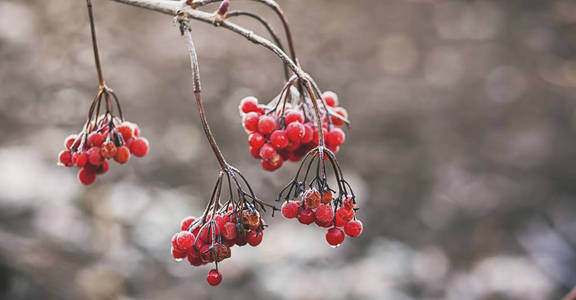 红色植物被霜冻覆盖