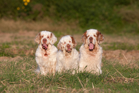 三个漂亮的clumberspaniel的肖像