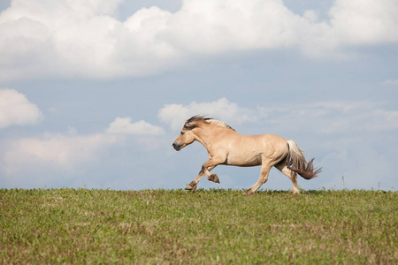 漂亮的白马在草地上奔跑