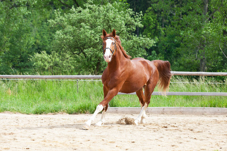 漂亮的奔跑热血马的肖像.照片