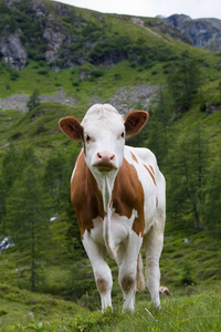 可爱的小牛站在草地上