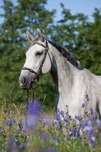 盛开的草地上美丽的白马的肖像