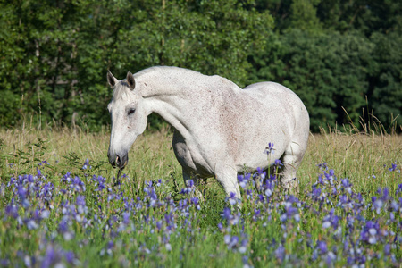 盛开的草地上美丽的白马的肖像