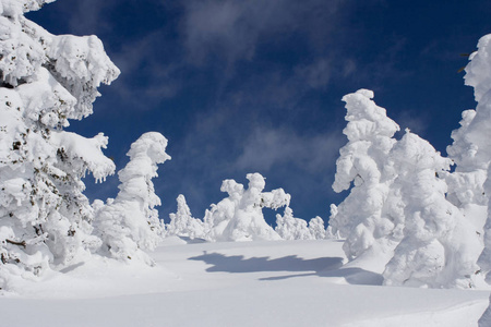 冬景雪覆盖山和树图片