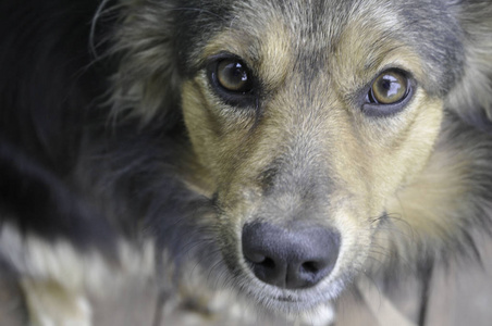 宠物。 红发美女家犬伸出舌头