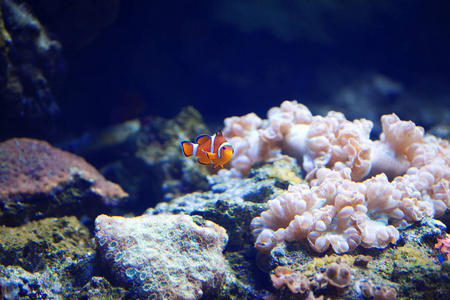 白色橙色的小丑鱼在珊瑚中游动图片