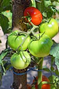 自家种的西红柿在花园里