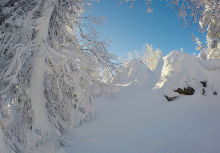 如诗如画的冬天的森林和雪树