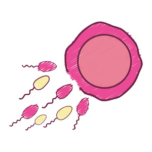 卵子和精子受精过程矢量图