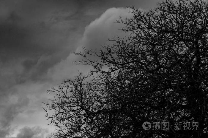 黑色戏剧性的灰色天空和云层背景上的剪影死亡树为可