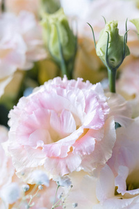 美丽而温柔的粉红色尤斯塔花，百合，郁金香，龙胆草。 接近垂直成分