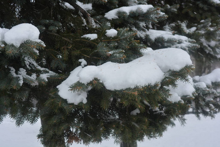 美丽的白雪覆盖在绿色明亮的圣诞树上，杉树覆盖着白色的地面，有着美丽的结构