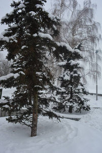 冬天美丽的长廊，有桦树和白雪。 德尼普罗市第聂伯河堤岸