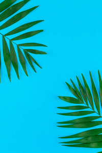 创意平面布局顶部的绿色热带棕榈叶在彩色纸背景与复制空间。 最小热带棕榈叶植物夏季概念模板，您的文本或设计