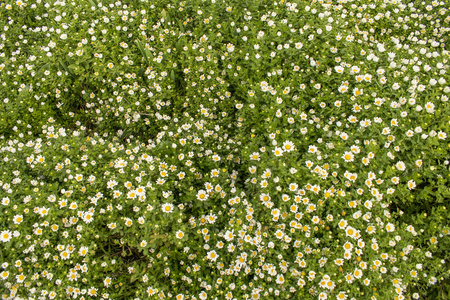 花毯。 甜美的白色洋甘菊花。 自然夏季背景