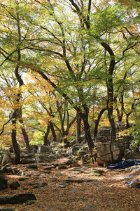 韩国森林中五颜六色的叶子的秋景