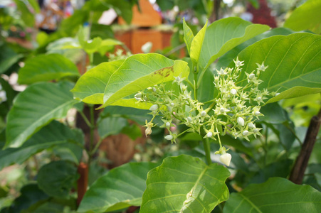 面包花或无花果植物。 在马来语中，它被称为克西当。 生长在热带地区。 在传统医学中广泛用作草药。