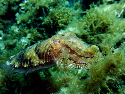 墨鱼海斑头足类软体动物。 地中海马耳他。