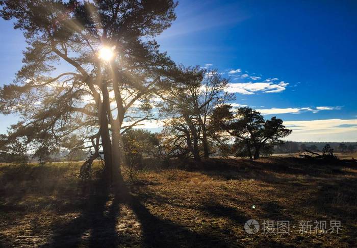 阳光透过田野里的一棵树,映衬着荷兰的晴空