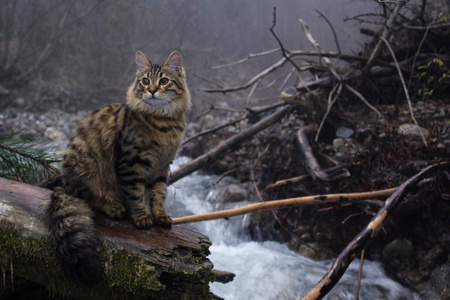 河底下的野猫