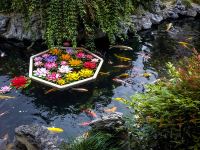 池塘里的锦鲤鱼和花