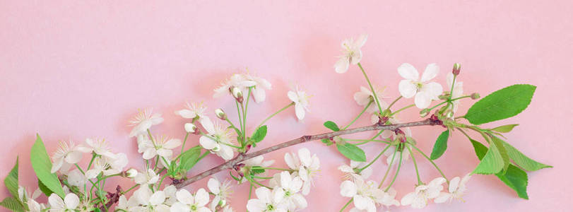 长宽横幅概念顶部查看樱桃树花在千禧年粉红色背景与复制空间在最小风格模板的文字或您的设计。