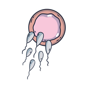精子繁殖受精卵细胞矢量图示