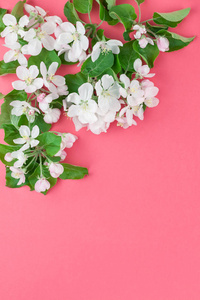 创意顶部查看苹果树盛开的花朵早午餐框架在千禧年粉红色背景与复制空间的最小风格模板的文字或您的设计。