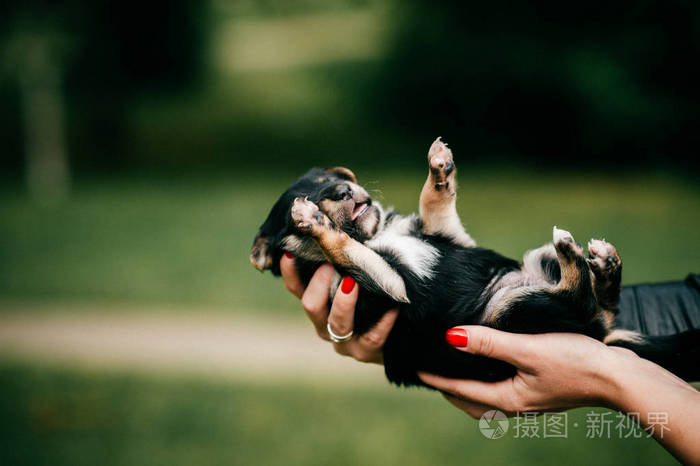 一个女人把小狗抱在绿色模糊的背景上