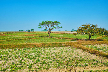这片平原，覆盖着缅甸仰光郊区当地农民的绿色草地。