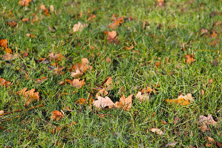 草地上许多落叶的橡树叶