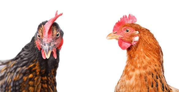 两只在白色背景下分离的鸡的肖像。