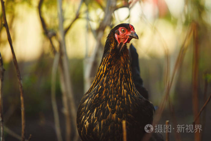 花园里的黑鸡特写镜头。家养鸟