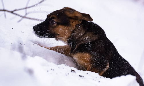 小纯种德国牧羊犬在冬天雪地里玩耍